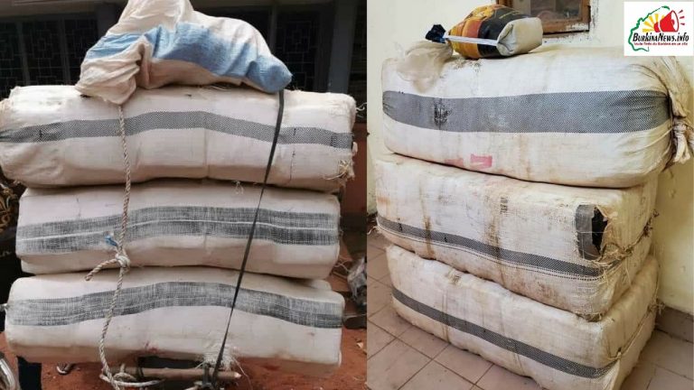 Traffic de drogue : Près de 400 kg de chanvre indien saisis