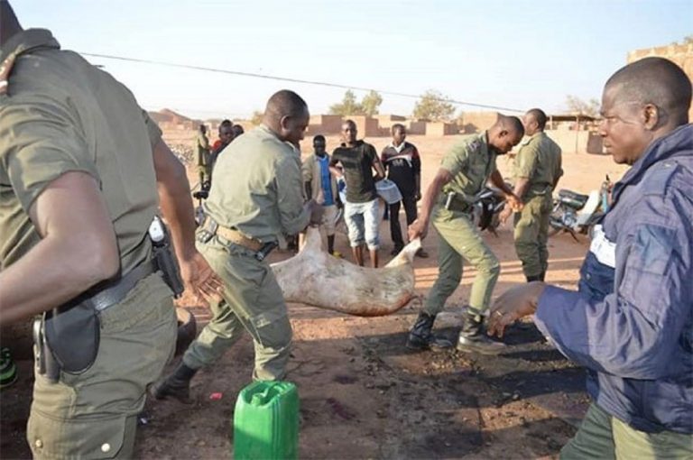 Ouagadougou : la police municipale met des porcs en fourrière