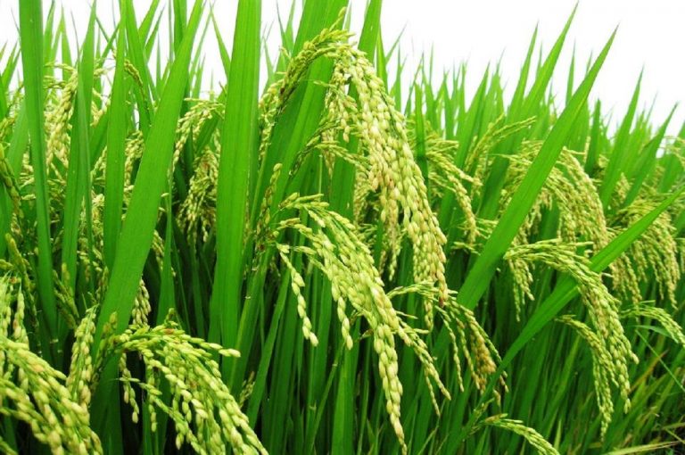 Commercialisation du riz produit au centre-est : Les acteurs réfléchissent à la meilleure stratégie