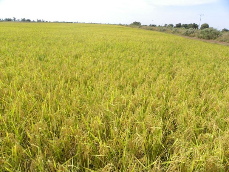 Activités agro-sylvo-pastorale : Le gouvernement donne quitus pour l’aménagement de 68 ha de périmètres irrigués à Fara