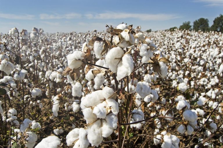 Campagne agricole 2022-2023 : 410 mille tonnes de coton graines produites