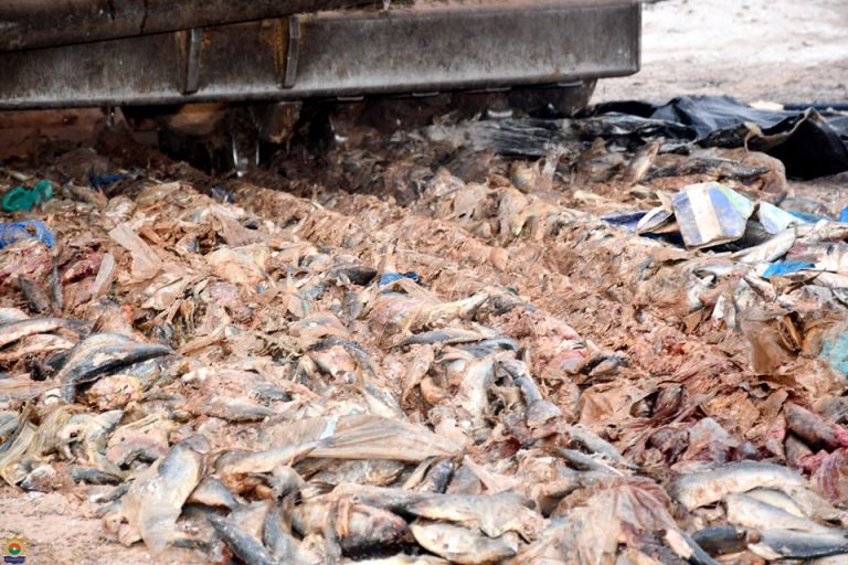 Ouaga : La 3e légion de gendarmerie démantèle des réseaux de contrebandes de poulets et poissons impropres à la consommation